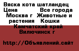 Вяска кота шатландец › Цена ­ 1 000 - Все города, Москва г. Животные и растения » Кошки   . Камчатский край,Вилючинск г.